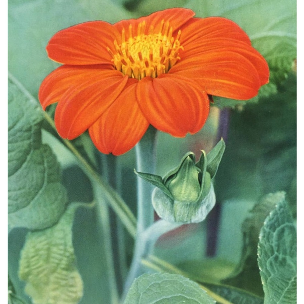 ! 1 Page/2 Sides from VTG 1951 Photo Book, Mexican Sunflower, Still Life